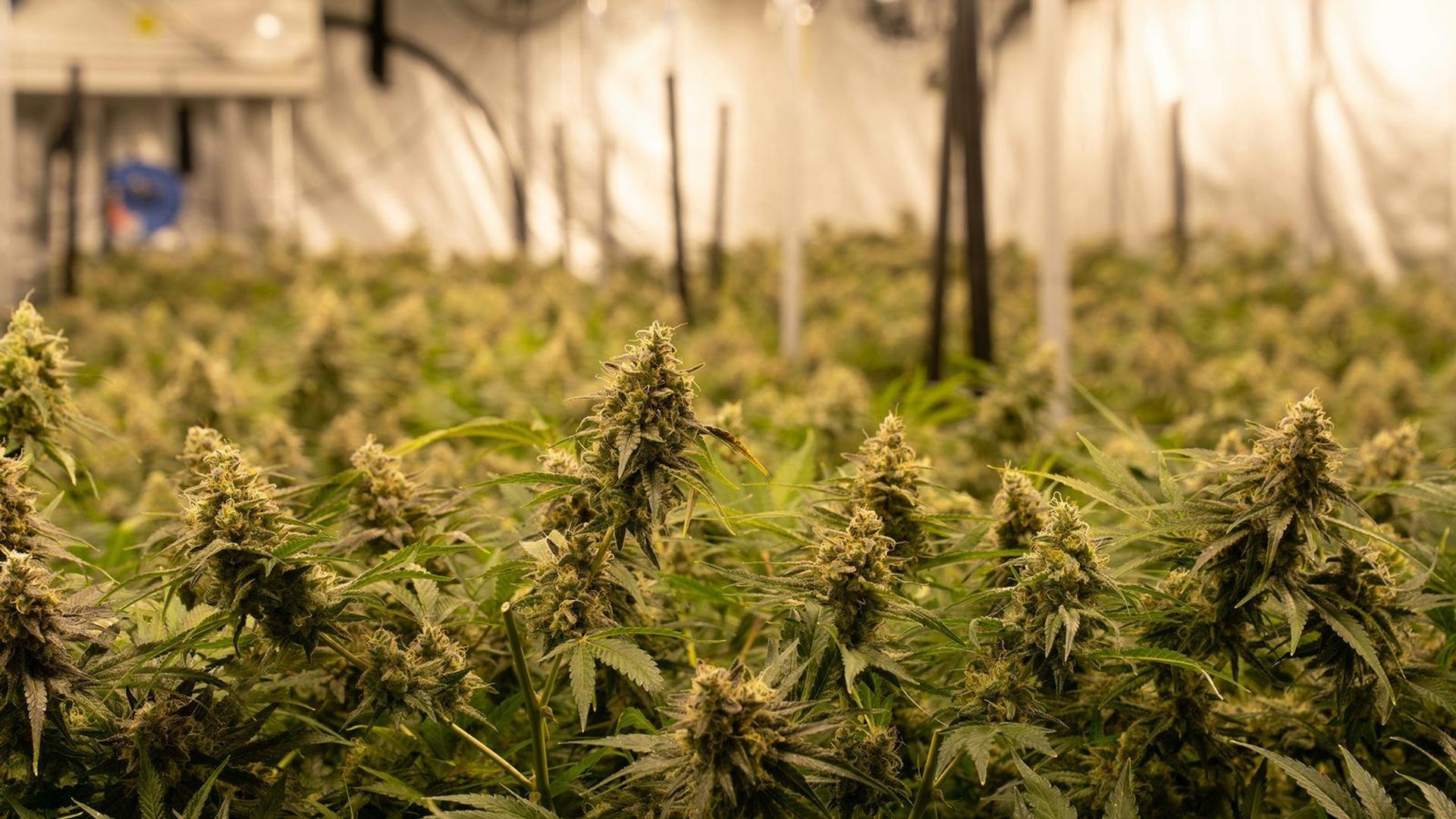 Cannabis: effetti, dipendenza e rischi